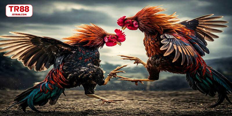 Bí quyết chăm sóc huấn luyện chiến kê hiệu quả