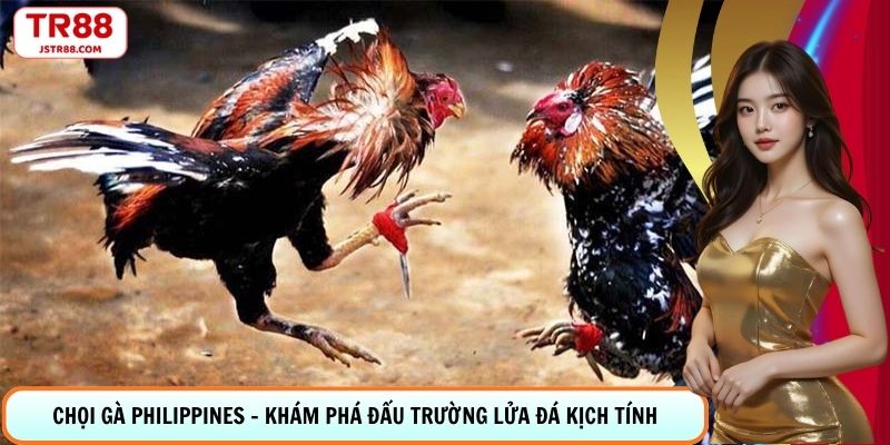 Chọi Gà Philippines - Khám Phá Đấu Trường Lửa Đá Kịch Tính