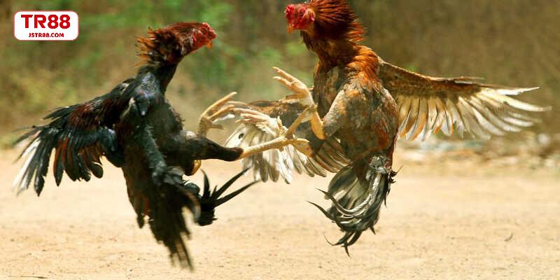 Hình thức tham gia đá gà phổ biến hiện nay