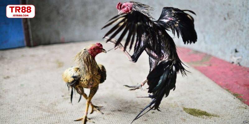 Khám phá trường gà Mộc Bài nổi tiếng vùng biên giới