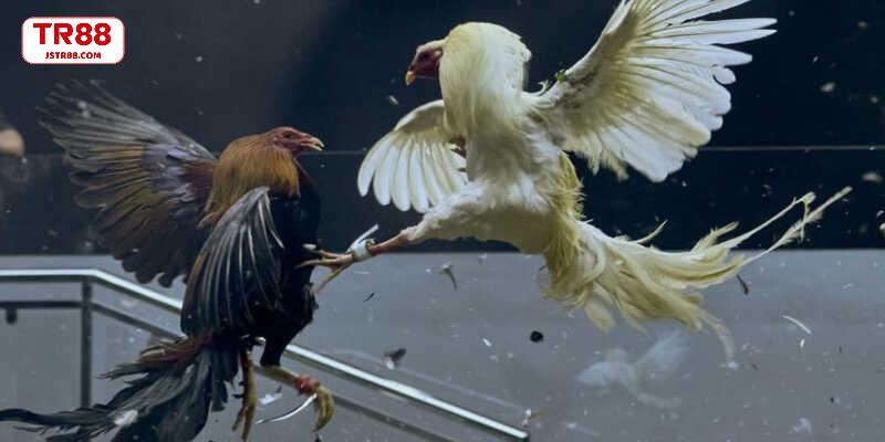 Kinh nghiệm chọn kèo đấu gà hiệu quả cao