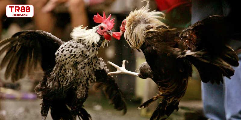 Những quy tắc quan trọng trong đấu trường gà đá