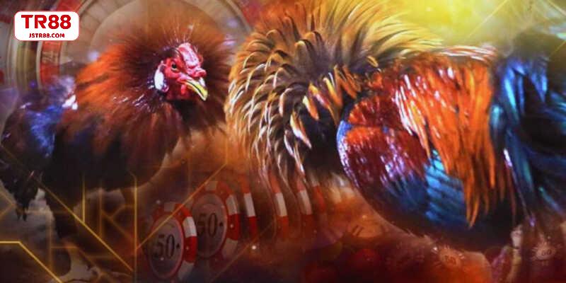 Tổng hợp giống gà chọi phổ biến được yêu thích